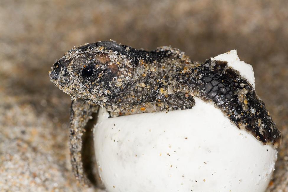 Rain or Shine? How Rainfall Impacts Size of Sea Turtle Hatchlings